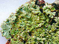 ���������� ��������������