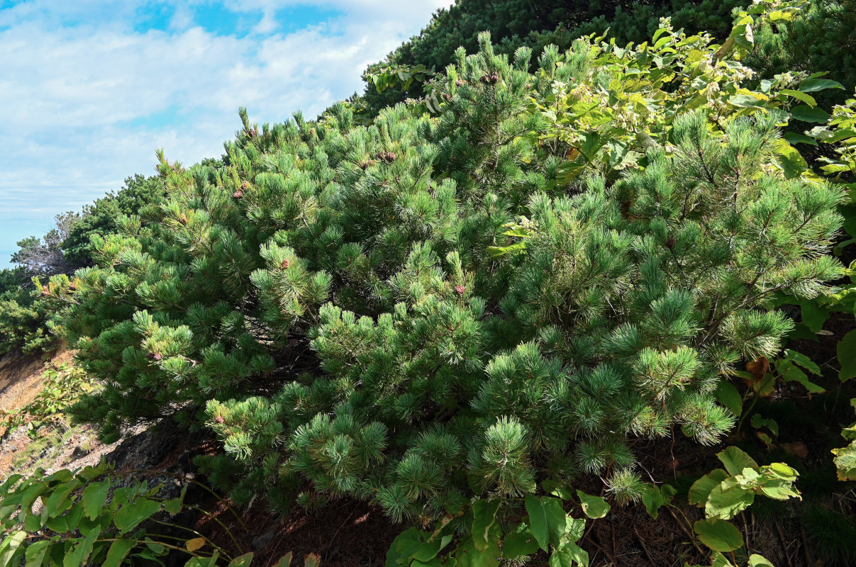 ����� �����������, ��� �������� �������