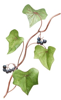 ������������ ��������