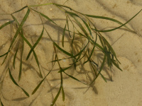 ����� ����������