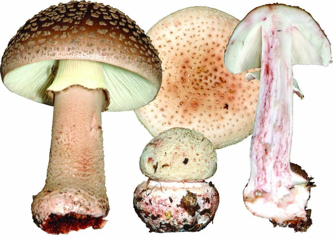 Amanita rubescens�
