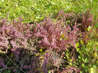 ����� ���������