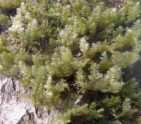 ������� ��������