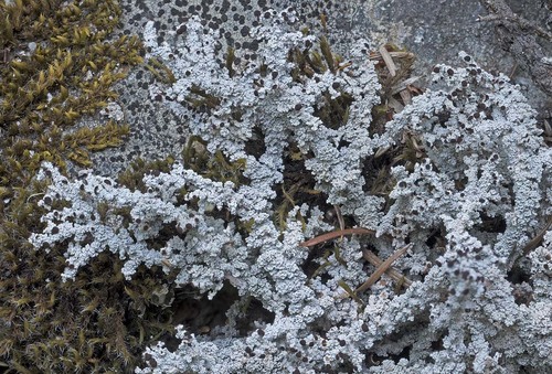 ������������ �������������