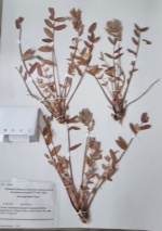 ������������� ���������