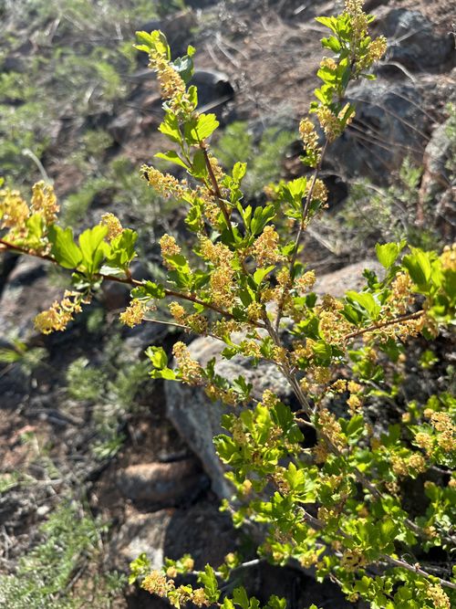 ��������� �����������