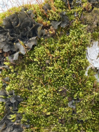 ������� �������