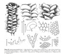 �������� �����������������