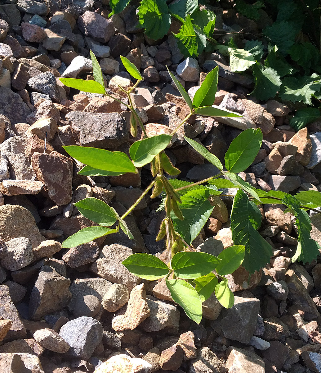 ��� ����������