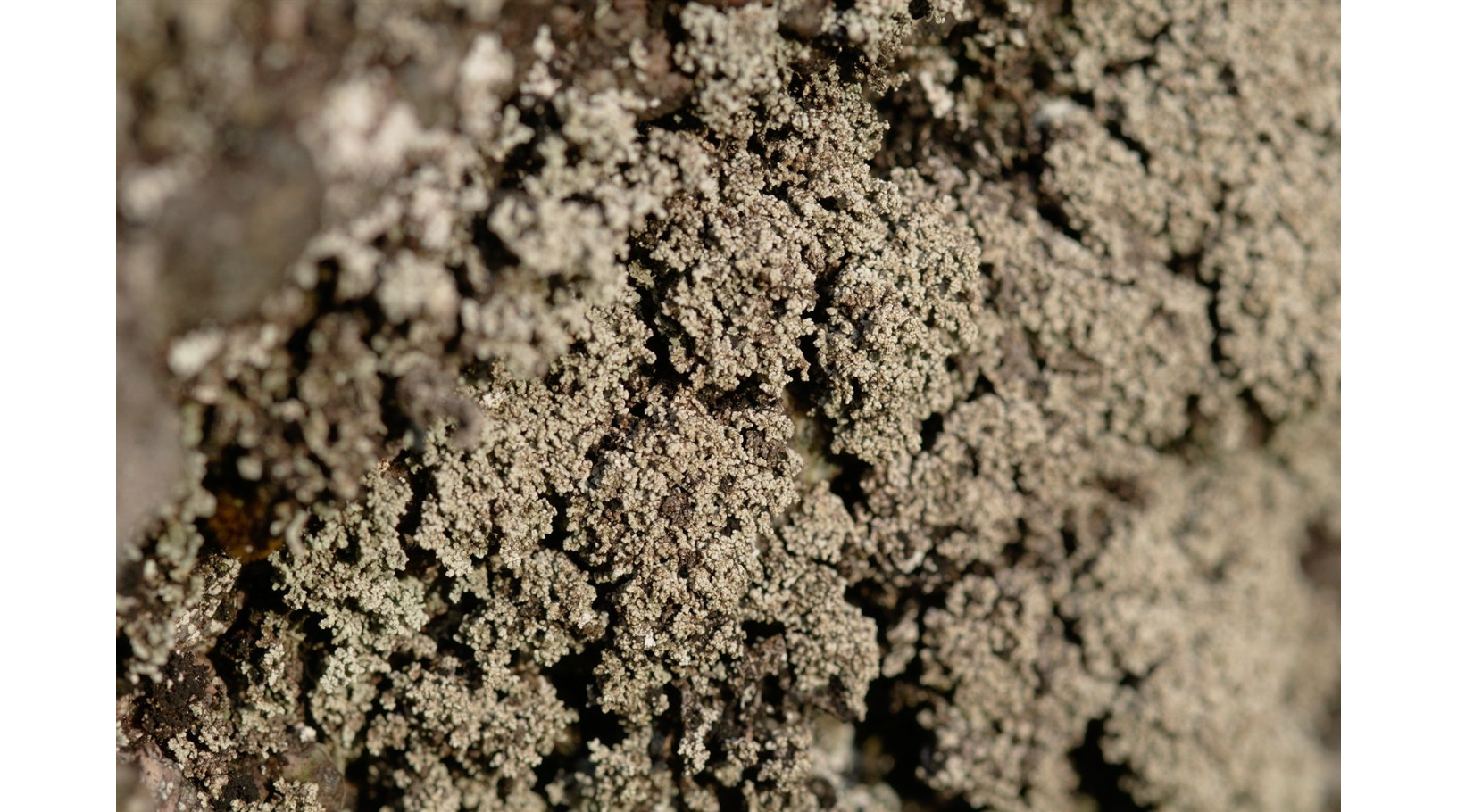 ������������ ������������