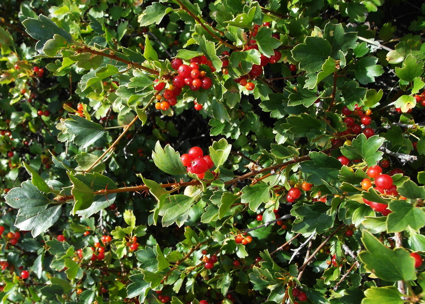 ��������� ���������