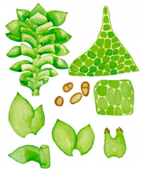 �������� �����������