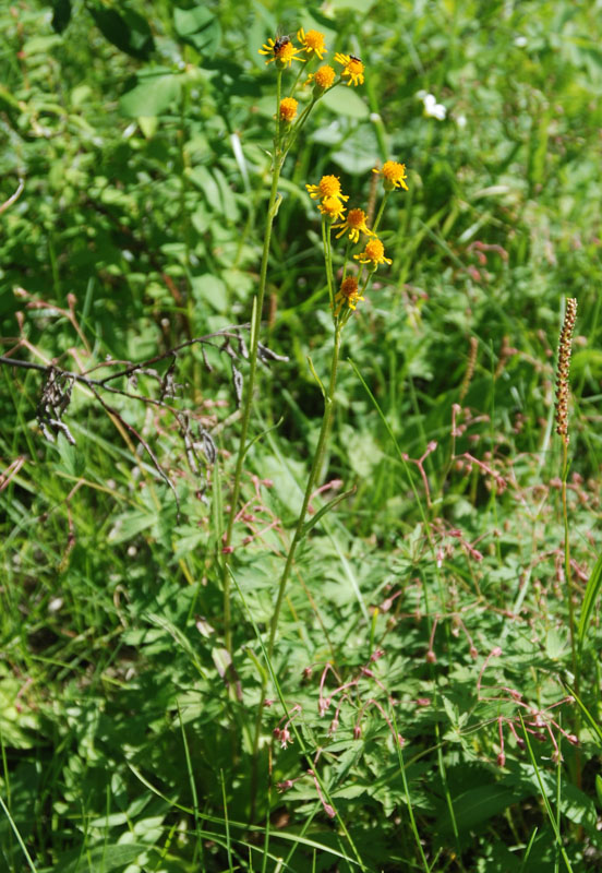 ��������� �������