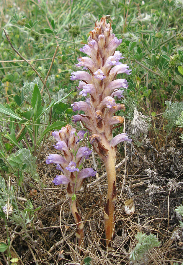 ��������� �������