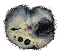 ����������� �������