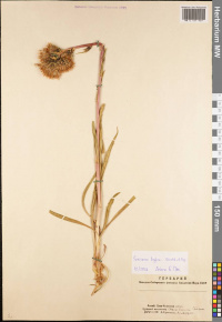 �������� �������