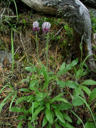 �������� �����