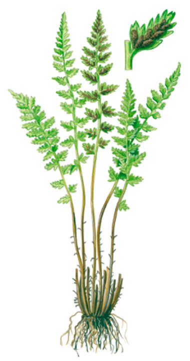 �������� ���� [�������� �������]