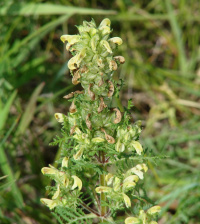 ������ �������������