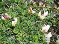 ������ ��������