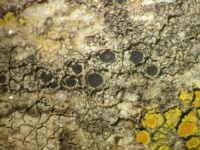 �������� ��������