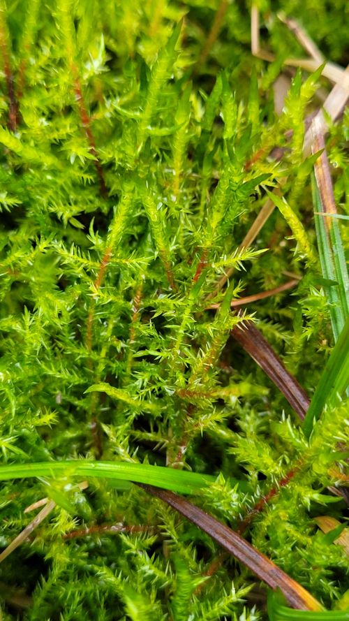 �������������� ������������