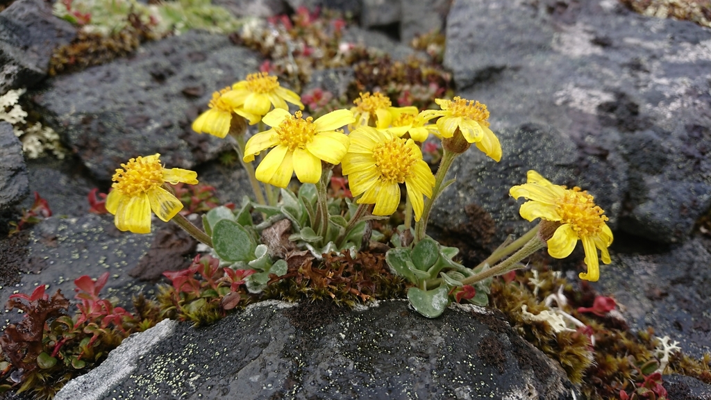 ��������� ��������