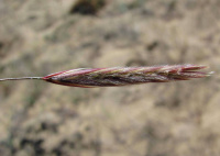 ������ ���������