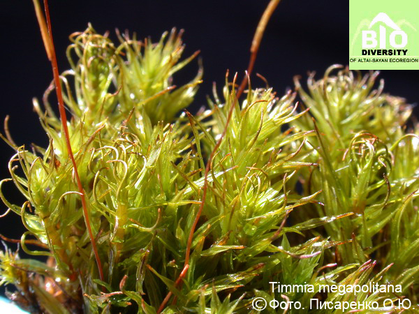 ������ ��������������