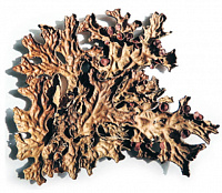 ������� ���������