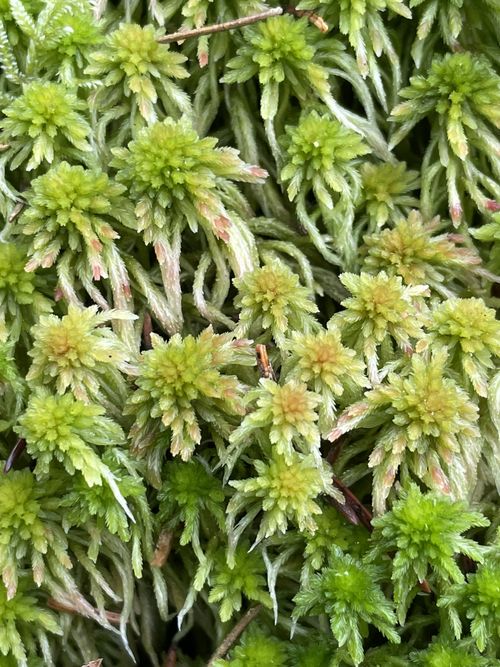 ������� ����������