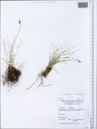 ����� �������