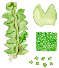 ������������ �����