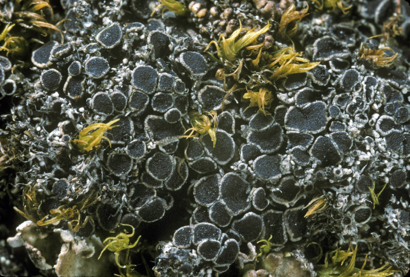 �������� ��������