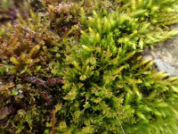 ��������������� ����������