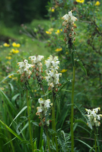 ������ �������