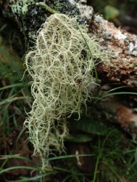 ����� ���������