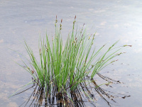 ����� ������������