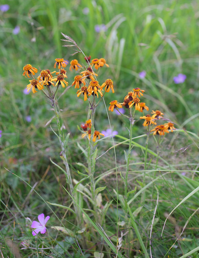 ��������� ���������