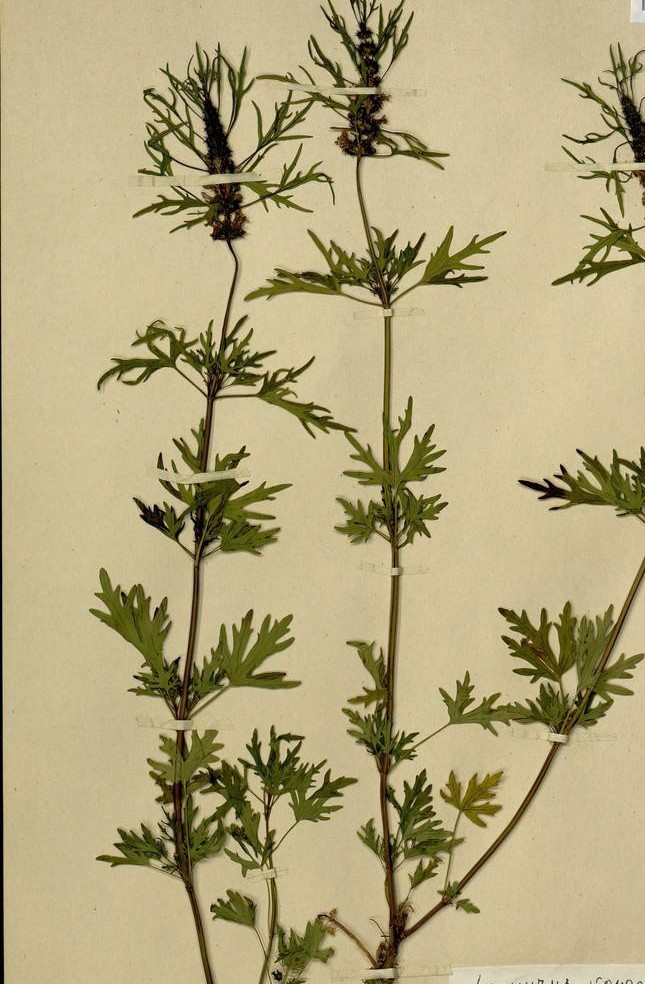 ��������� �����������