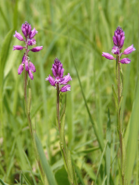 ����� ��������