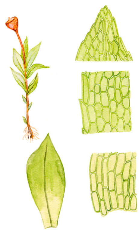 ������������ �����������