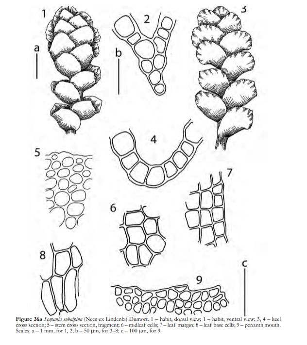 �������� �������������