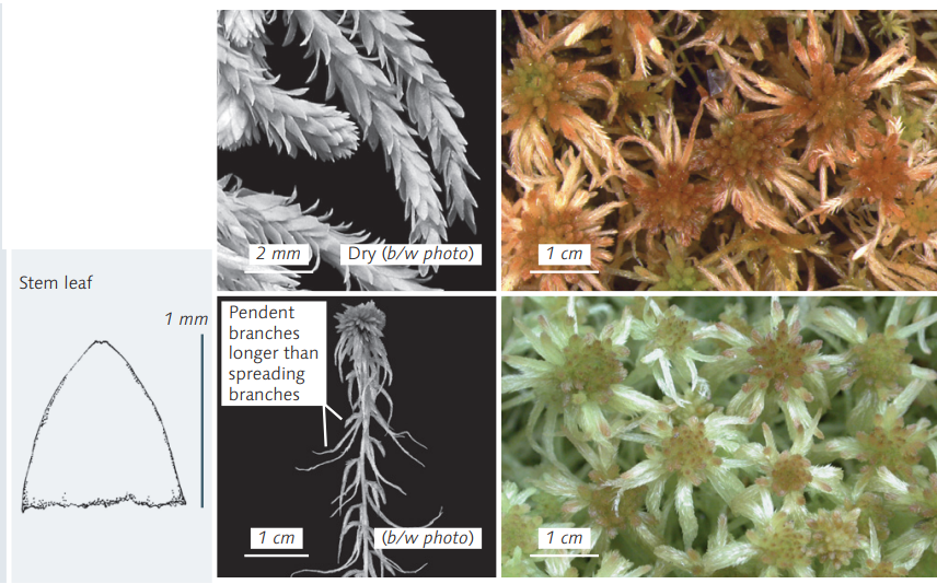 ������� �����������