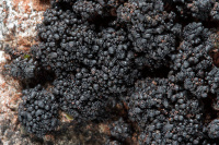 ��������� �������������