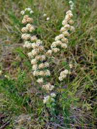 ������� ����������