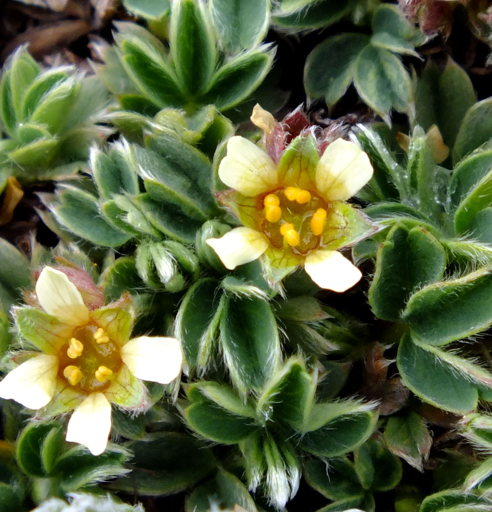 �������� ��������������