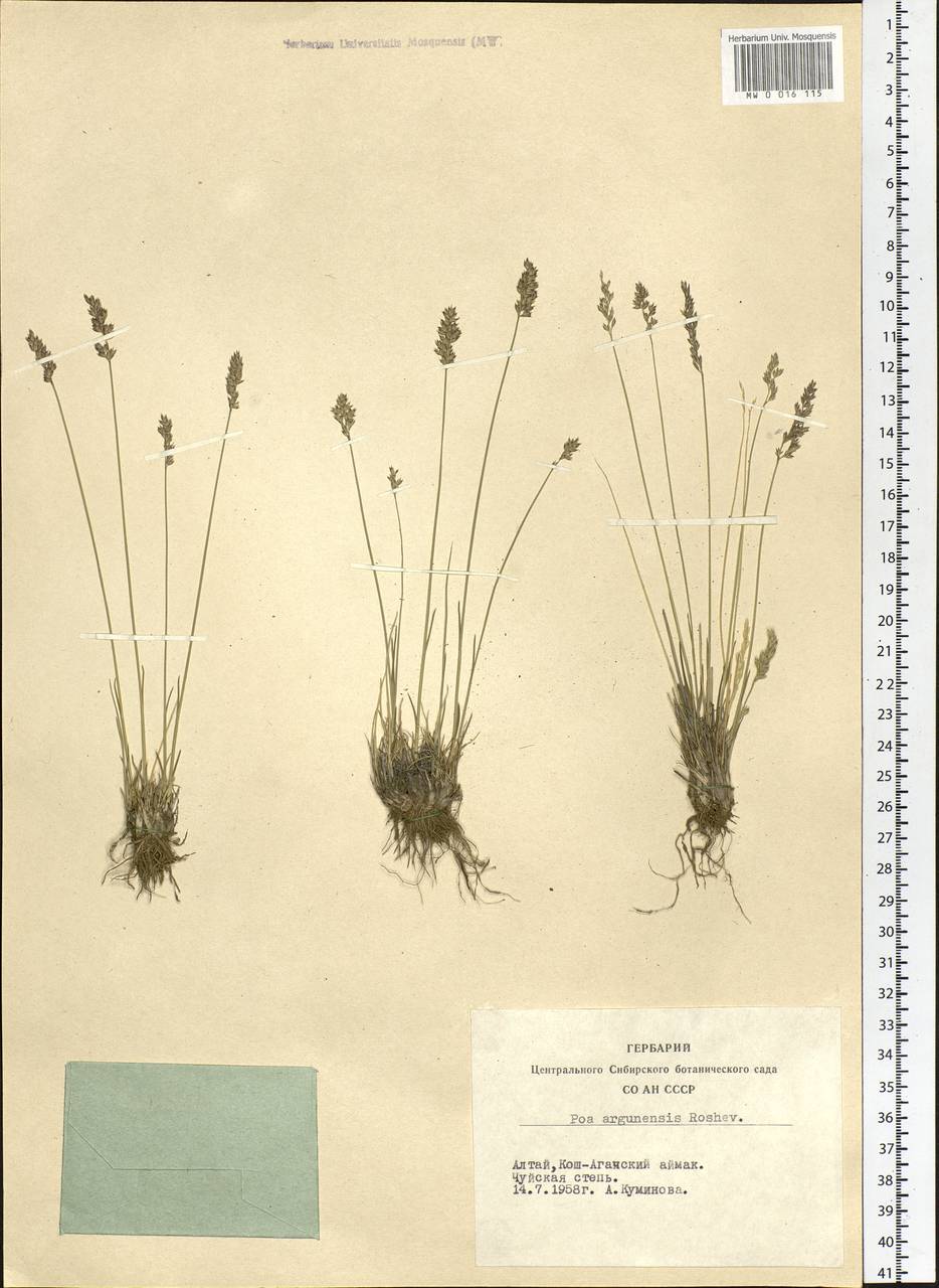 ������ ���������