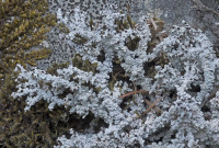 ������������ �������������