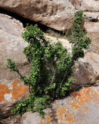 ��������� ������������